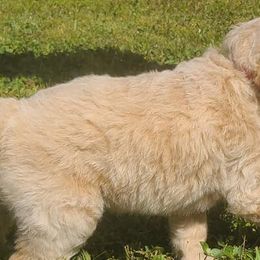 Goldendoodles from Fairfax Farms