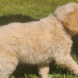 Goldendoodles from Fairfax Farms
