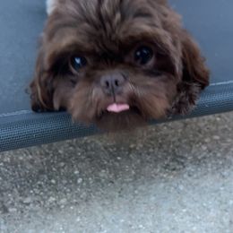 Shih Tzu All Grown Up from I Shih Tzu not Puppies of the Gulf Coast