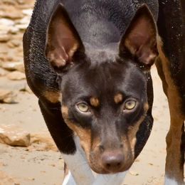 ABRA - Rat Terrier