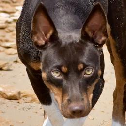 ABRA - Rat Terrier