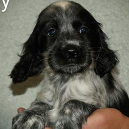 Billy - Black and white male English Springer Spaniel puppy in Florida from Thunderbird Springers