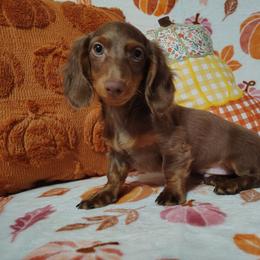 Yukon - Chocolate and tan male Dachshund puppy in Hudson, Michigan from Mittentail Kennel Miniature Dachshunds & Australian Shepherds