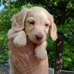 Chocolate Base Cream - Cream male Dachshund puppy in Oklahoma City, Oklahoma from Jess’s Dachshunds