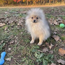 Female Pom - Red sable female Pomeranian puppy in Harrah, Oklahoma from Sunshines Pomeranians & Cavapoos