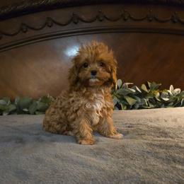 Tiny Trixie - Red female Cavapoo puppy in Copan, Oklahoma from Tatums cavapoos