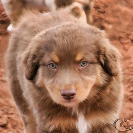 Rollo - Red tri-color male Australian Shepherd puppy in Tuscola, Texas from Rockin D Ranch