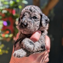 Purple Collar - Merle female Goldendoodle puppy in Olympia, Washington from Sinclairdoodles