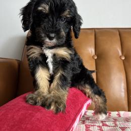 Raven - Phantom female Goldendoodle puppy in Ottawa, Ohio from Simply Beautiful Goldendoodles