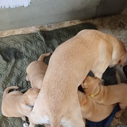 Labrador Retriever Puppies from Rocky Point Labradors