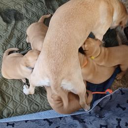 Labrador Retriever Puppies from Rocky Point Labradors