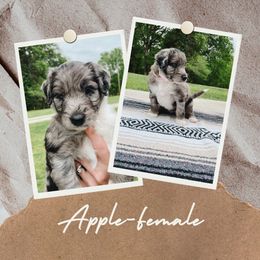 Girl 2 - Blue merle Aussiedoodle puppy in Kevil, Kentucky from HK Aussiedoodles