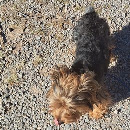 Yorkshire Terriers from Peppper57