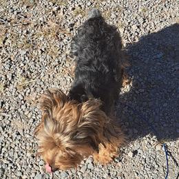 Yorkshire Terriers from Peppper57