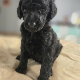 Yellow Collar Girl - Black female Poodle puppy in Keats, Kansas from Little Apple Standard Poodles