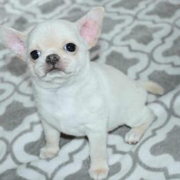 Chihuahua and Dachshund Puppies from Dachshund Family Love Breeders
