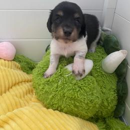 Mr. Roper - Piebald male Dachshund puppy in Wolf Lake, Indiana from Canisteo Dachshunds