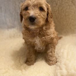 Goldendoodle Puppies from Powderhill Goldens - Shoreline (Powderhill Puppies)