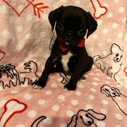 Pug Puppies from Berg Family