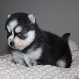 Kate MICRO - Gray and white female Pomsky puppy in Apple Creek, Ohio from Kathryn Troyer