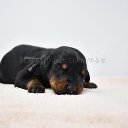 Male 7 - Black and rust male Doberman Pinscher puppy in Spokane Valley, Washington from Black Star Dobermans