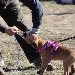 Belgian Malinois Puppies from Christina Potts Potts