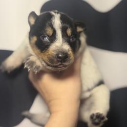 Maggie - Blue speckled female Australian Cattle Dog puppy in Rosharon, Texas from 4Surge Cattle Dogs