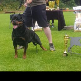 Sunshine - Rottweiler