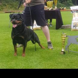 Sunshine - Rottweiler