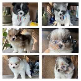 Pomeranian Puppies from Wheresmil0