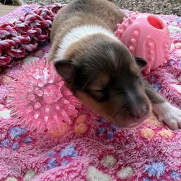 Ruby - Sable and white female Collie puppy in Carencro, Louisiana from Cajun Bayou's Collies LLC