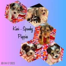 Yorkshire Terrier Puppies from Cute Yorkies