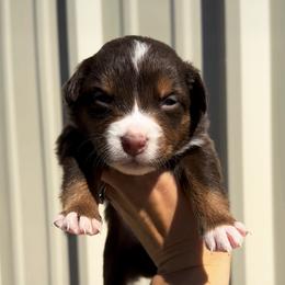 Australian Cattle Dog, Australian Shepherd, Companion Cross, and Miniature Australian Shepherd Puppies from MK Aussies