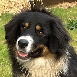 NW Aloha Maricopa - Miniature American Shepherd