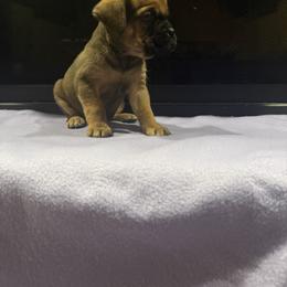 Orange Collar Male - Fawn male Cane Corso puppy in Jasper, Alabama from C&M Cane Corso