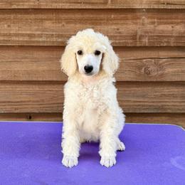 Zoey - Cream female Poodle puppy in Rocklin, California from Brienwood Poodles