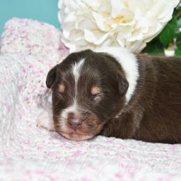 Max - Red tri-color male Australian Shepherd puppy in Placerville, California from BFF Aussies