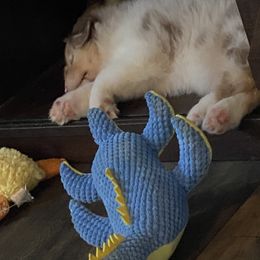 Australian Shepherd Puppies from Double BarH