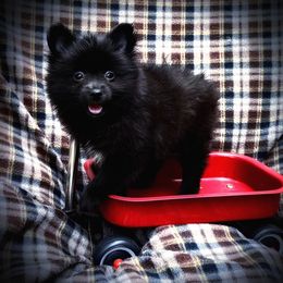 BW - Black female Pomeranian puppy in Inverness, Florida from Pompadorable Poms