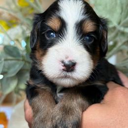 Steffani - Tri-color female Bernedoodle puppy in Yuciapa, California from AlltheDoodlez_