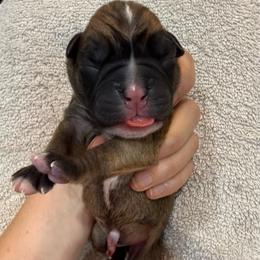 Black Collar Fawn Male - Fawn male Boxer puppy in Alpine, New York from Kickin Rooster AKC Boxers
