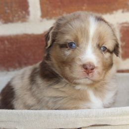 Miniature Australian Shepherd and Toy Australian Shepherd Puppies from TK Mini & Toy Aussies