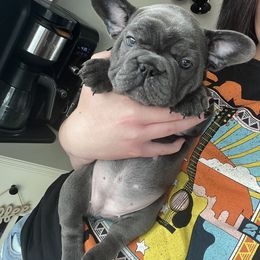 French Bulldog Puppies from Divine Crown French Bulldogs