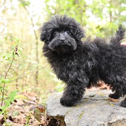 Cavapoo, Cockapoo, and Poodle Puppies from Heavenly Puppies to Love