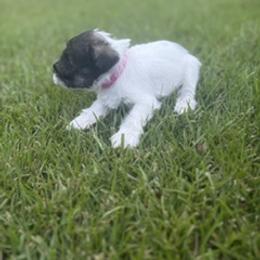 Miniature Schnauzer Puppies from Rebecca LeBoeuf