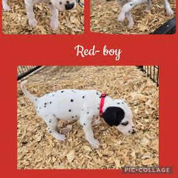 Red - White and black male Dalmatian puppy in Pulaski, Tennessee from River Valley Forge Dalmatians