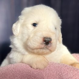 Purple Girl - White female Great Pyrenees puppy in Elfrida, Arizona from Outlaw Acres Farm & Kennels
