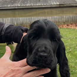 English Cocker Spaniel Puppies from Spring Run English Cocker Spaniels