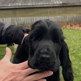 English Cocker Spaniel Puppies from Spring Run English Cocker Spaniels