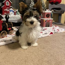 Biewer Terrier Puppies from Southern Star Biewers